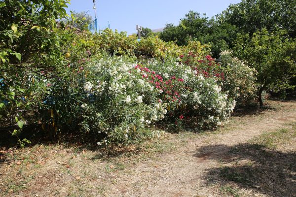 Hidden Gem Kefalonia (House Rental) a bunch of flowers in a garden