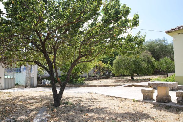 Hidden Gem Kefalonia (House Rental) a tree with green leaves